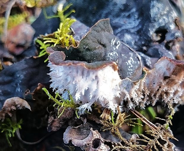 štítnatec Peltigera sp. (L.) Willd.