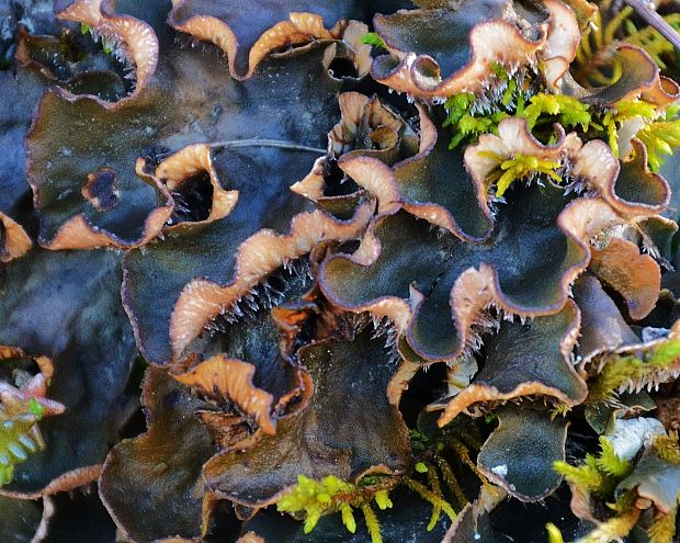 štítnatec Peltigera sp. (L.) Willd.