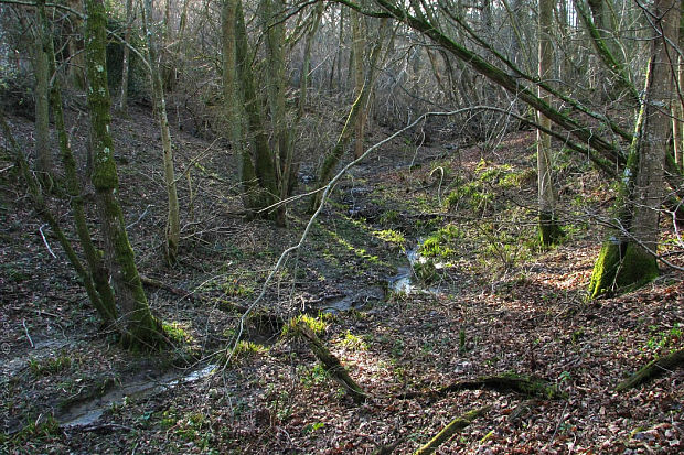 potôčik v dubine pri Horsmonden (Kent)