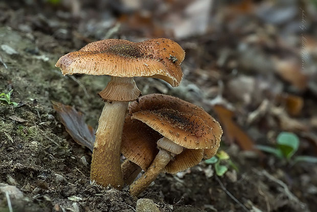 podpňovka obyčajná Armillaria mellea (Vahl) P. Kumm.