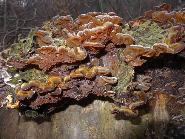 uchovka pásikavá Auricularia mesenterica (Dicks.) Pers.