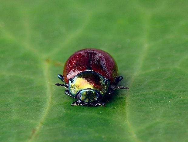 liskavka (sk) / mandelinka (cz) Chrysolina polita Linnaeus, 1758