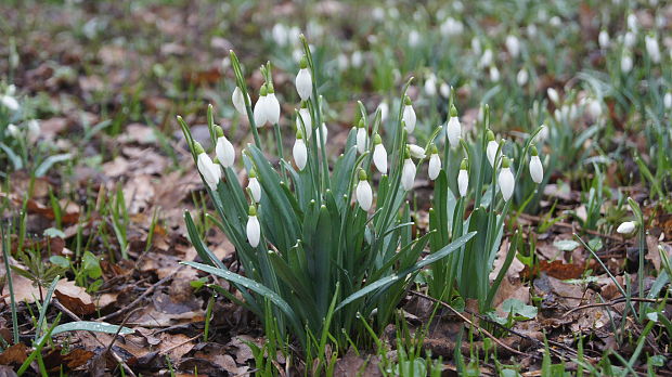 snežienka jarná Galanthus nivalis L.