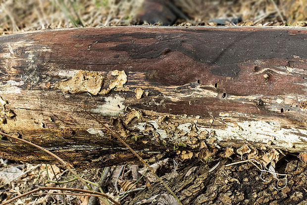 drevovček rozložitý Hypoxylon cf. macrocarpum Pouzar