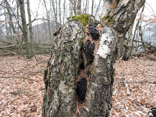 ryšavec šikmý Inonotus obliquus (Ach. ex Pers.) Pilát