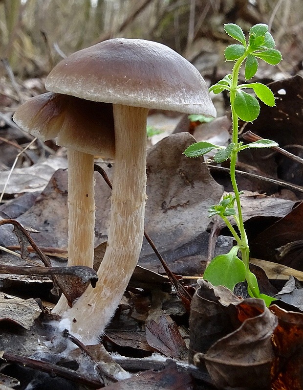 drobuľka Psathyrella sp.