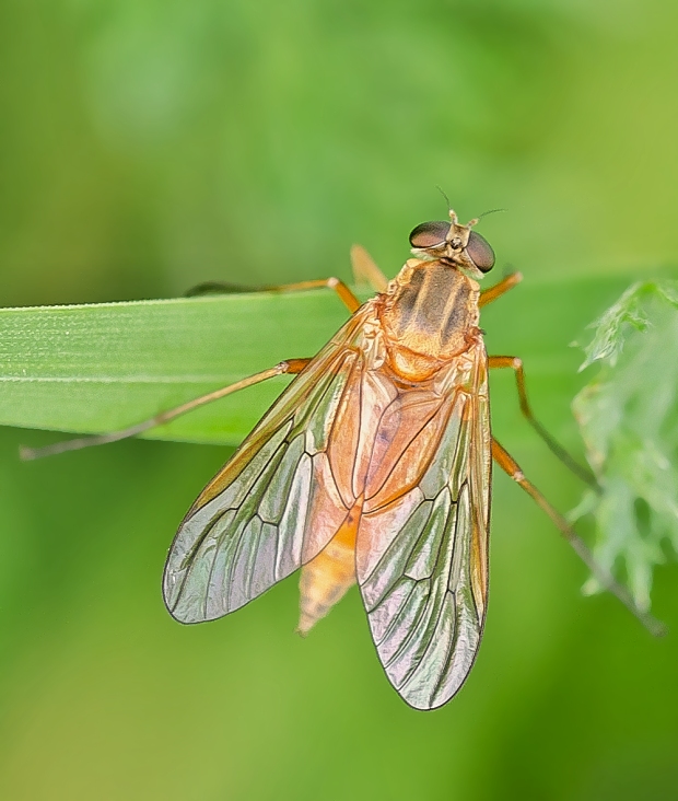 strehúň Rhagio tringarius ♀