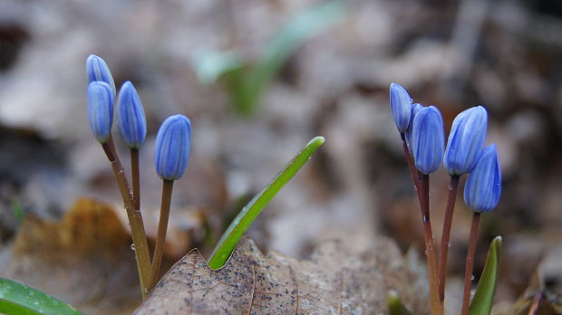 scila dvojlistá Scilla bifolia agg. L.