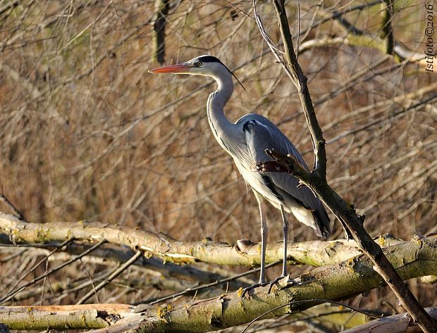 volavka popolavá Ardea cinerea