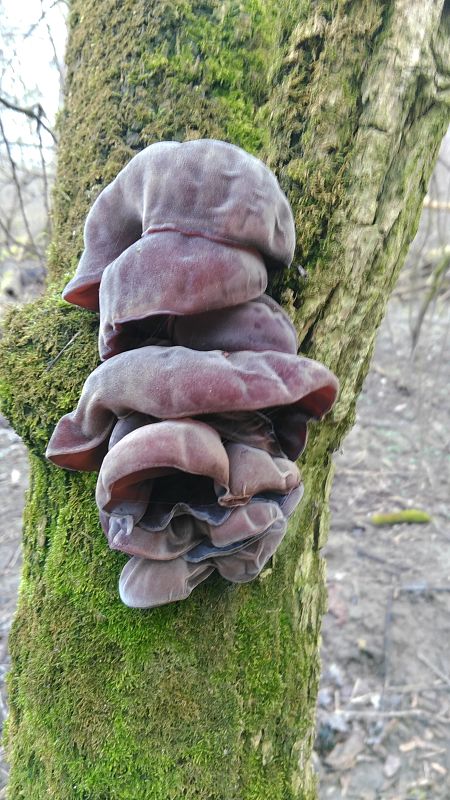 uchovec bazový Auricularia auricula-judae (Bull.) Quél.