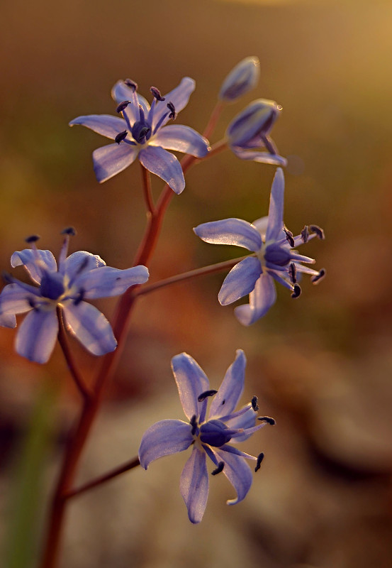 scila dvojlistá Scilla bifolia agg. L.