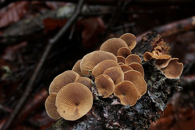 pňovka Tectella patellaris (Fr.) Murrill