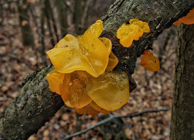 rôsolovka zlatožltá Tremella mesenterica Retz.