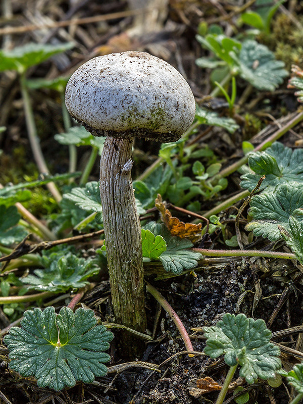 stopkovec Tulostoma sp.