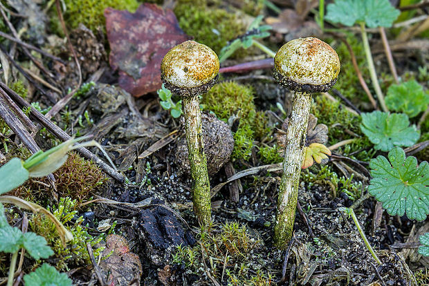 stopkovec Tulostoma sp.