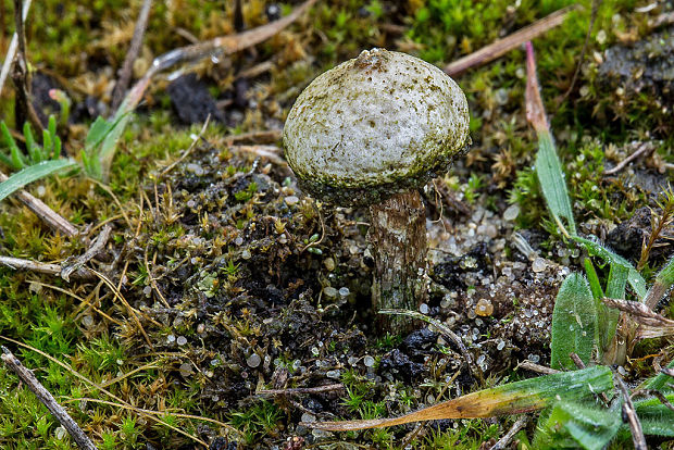 stopkovec Tulostoma sp.