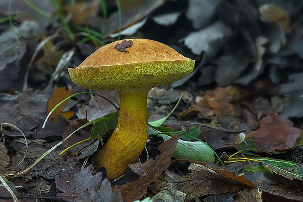 suchohríb moravský Aureoboletus moravicus (Vaček) Klofac