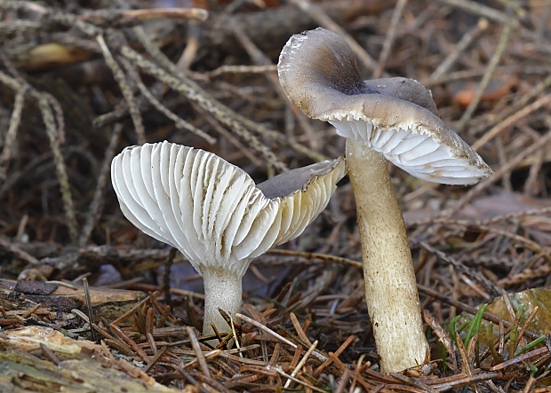 šťavnačka bodkovaná Hygrophorus pustulatus (Pers.) Fr.