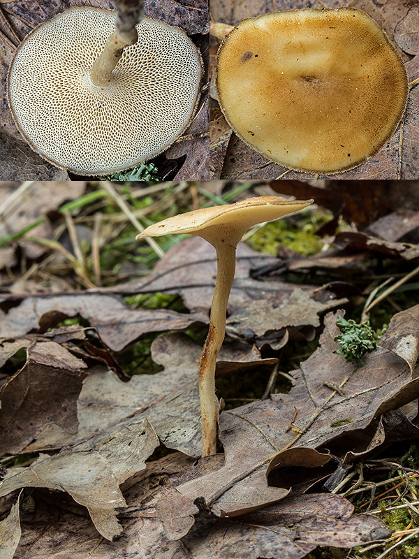 trúdnik zimný Lentinus brumalis (Pers.) Zmitr.