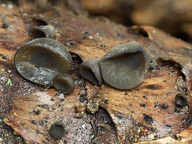 jahňadka smreková Rutstroemia bulgarioides (P. Karst.) P. Karst.