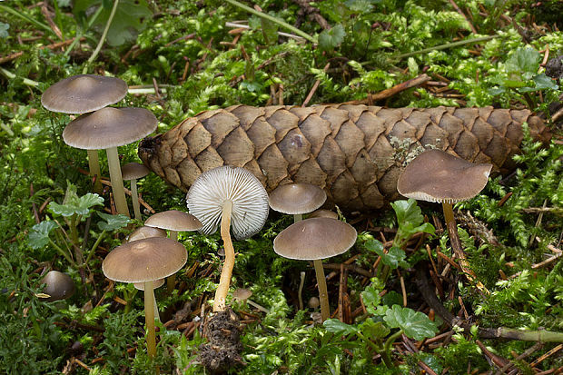 peniazočka smreková Strobilurus esculentus (Wulfen) Singer