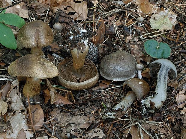 pavučinovec temnomodrý Cortinarius obscurocyaneus Secr. ex J. Schröt.