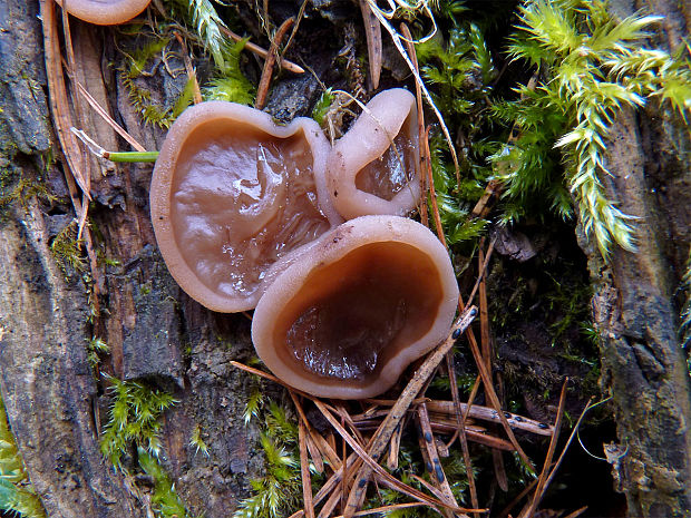 discinka hnedá Discina ancilis (Pers.) Sacc.