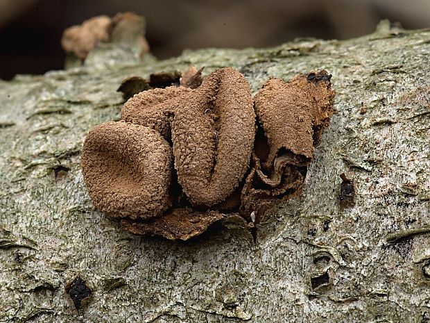 dutinovka otrubnatá Encoelia furfuracea (Roth) P. Karst.