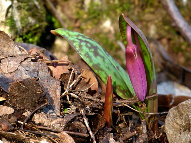 kandik psí Erythronium dens-canis L.