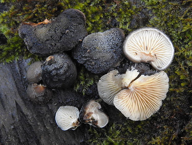 lastúrka modrastosivá Hohenbuehelia atrocaerulea (Fr.) Singer