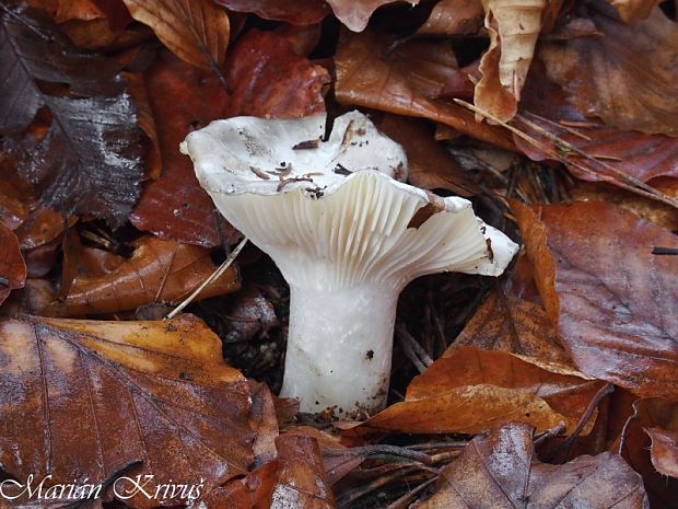 šťavnačka marcová Hygrophorus marzuolus (Fr.) Bres.