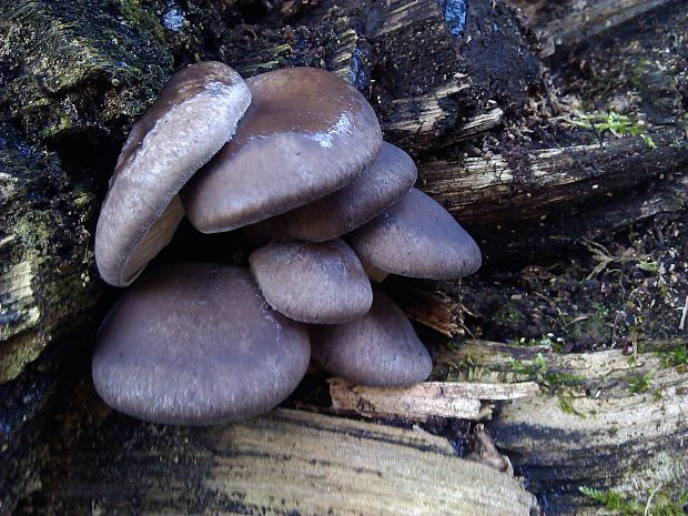 hliva ustricovitá Pleurotus ostreatus (Jacq.) P. Kumm.