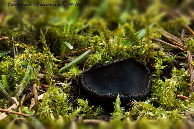 misôčka černastá Pseudoplectania nigrella (Pers.) Fuckel