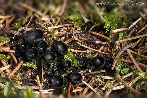 misôčka černastá Pseudoplectania nigrella (Pers.) Fuckel