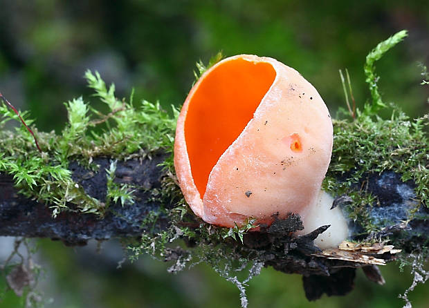 ohnivec rakúsky žltý Sarcoscypha austriaca var. lutea Ruini & Ruedl