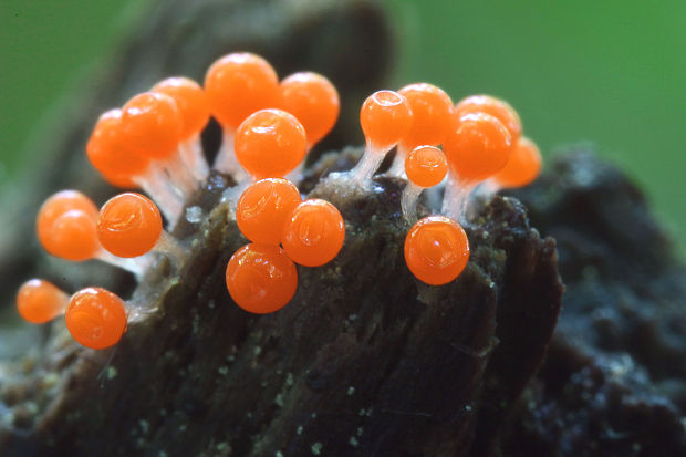 vlasovníčka ? Trichia , Hemitrichia sp. ?