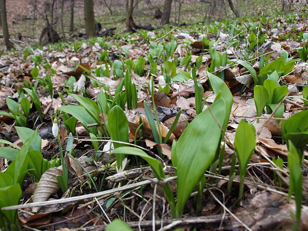 cesnak medvedí Allium ursinum L.