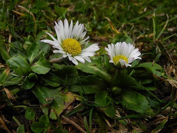 sedmokráska obyčajná Bellis perennis L.