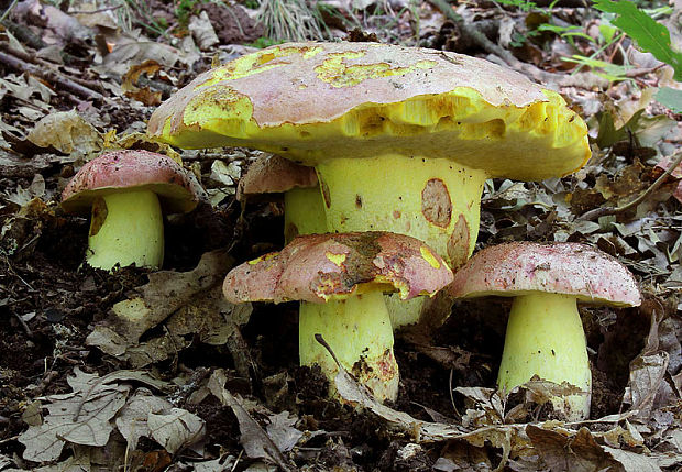 hríb kráľovský Butyriboletus regius (Krombh.) D. Arora & J.L. Frank