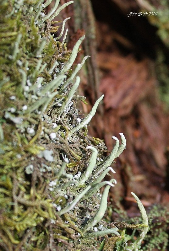 dutohlávka končistá Cladonia coniocraea (Flörke) Spreng.