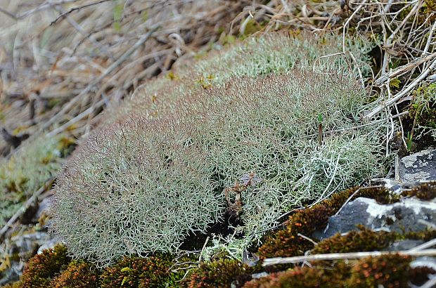 dutohlávka rozkonárená Cladonia rangiformis Hoffm.