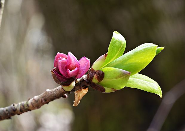 lykovec jedovatý Daphne mezereum L.