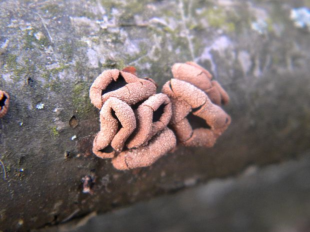 dutinovka otrubnatá Encoelia furfuracea (Roth) P. Karst.