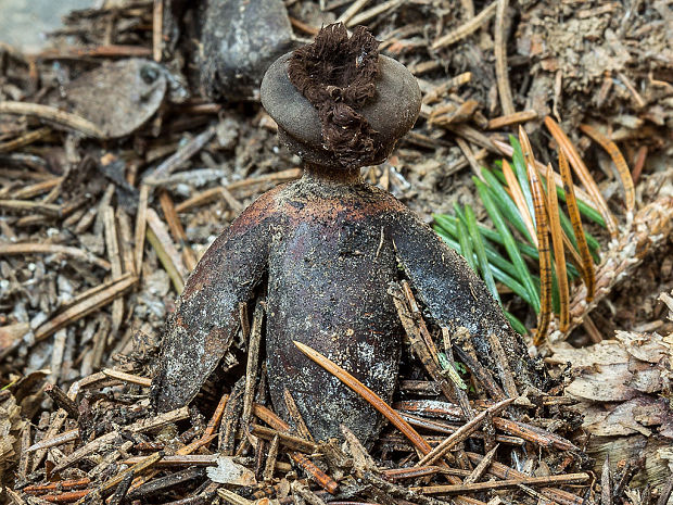 hviezdovka klenbová Geastrum fornicatum (Huds.) Hook.