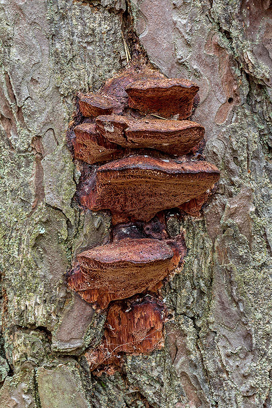 tvarohovček fialovejúci Leptoporus cf. mollis (Pers.) Quél.