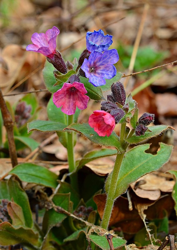 pľúcnik lekársky Pulmonaria officinalis L.