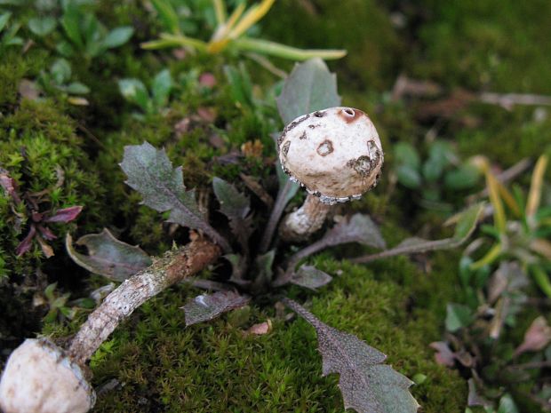 stopkovec zimný Tulostoma brumale Pers.