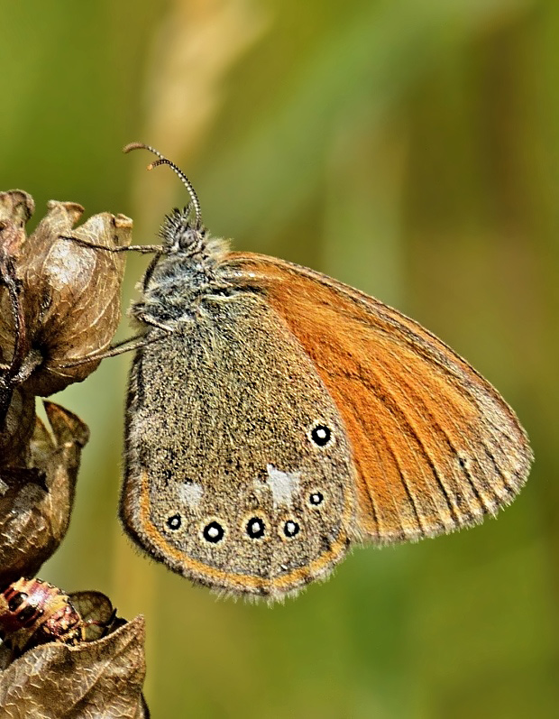 očkáň traslicový Coenonympha glycerion