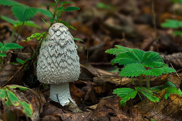 hnojník strakatý Coprinopsis picacea (Bull.) Redhead, Vilgalys & Moncalvo