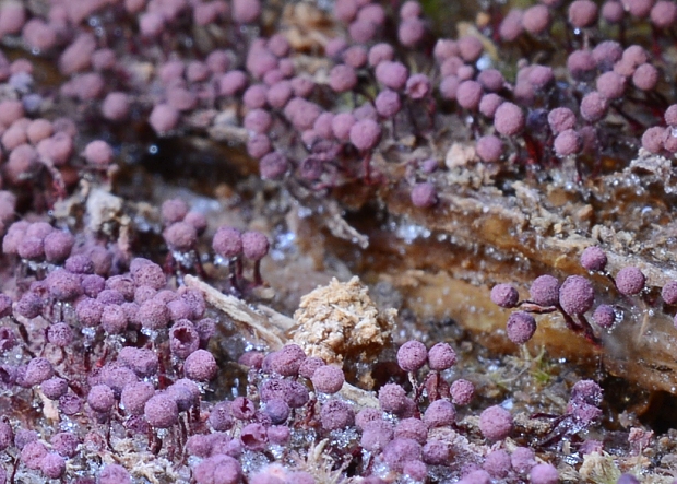 slizovka Cribraria purpurea var. purpurea Schrad.